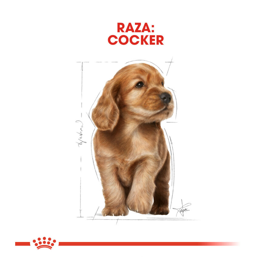3 kg Royal Canin Puppy Cocker pienso para perros, , large indicador imagen numero 4